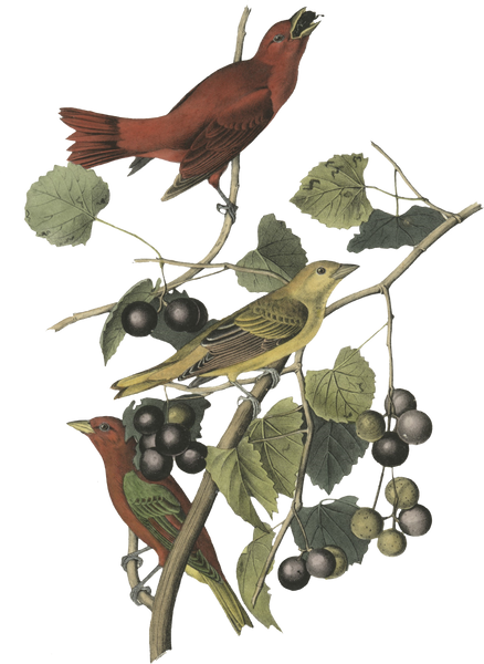 Birds Eating Berries Illustration